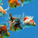  пресноводная рыба золотая рыбка Ryuukin China производство daruma Ryuukin MIX 4cm± 4 шт [ko Logo ro body type ][ цвет рисунок случайный ]