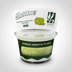 水草前景草組織培養ホワイトキューバ...