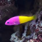  морская рыба do чай задний bai цвет do чай задний 3cm± 1 шт [ великолепный двухцветный -][ маленький размер аквариум . рекомендация ]