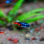 熱帯魚カラシンダイヤモンドヘッドネ...