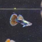 熱帯魚メダカグッピー国産プラチナモ...