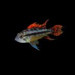 熱帯魚ドワーフシクリッドAp.カカ...