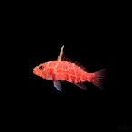 海水魚ハタチェッカードパーチレット...