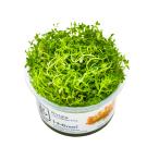 水草トロピカ社1-2-Grow!ロ...