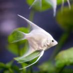淡水魚シクリッドエンゼルフィッシュ...