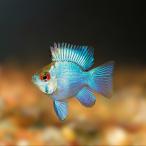 熱帯魚ドワーフシクリッドコバルトブ...