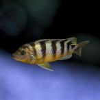 熱帯魚アフリカンシクリッドゴールデ...