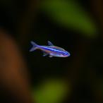 熱帯魚カラシングリーンネオンテトラ...