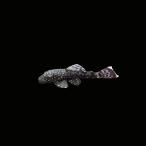 熱帯魚プレコスポテッドブッシープレ...