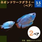 (熱帯魚・グラミー)　ネオンドワーフグラミー　3.5cm±　2ペア