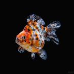  пресноводная рыба золотая рыбка Ryuukin China производство daruma Ryuukin kya Rico 7cm± 1 шт [.... body type ][ Short tail ]