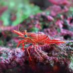  морская рыба креветка Camel шримс 3cm± 1 шт [ осталось приманка. уборка * очиститель шримс ]