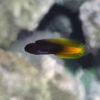  морская рыба серебристый po. компания желтый tail пятно колено 5cm± 1 шт [ двухцветный -. прекрасный ][ маленький размер аквариум направление ]