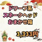 ドワーフ系スネークヘッドおまかせ箱...