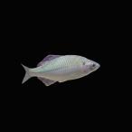  пресноводная рыба Япония пресноводная рыба tanagokane common 5cm± 1 шт [ прекрасный .. цвет ][ большой стать tanago]