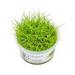 水草トロピカ社1-2-Grow!ヘ...