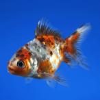淡水魚金魚東錦3cm±3匹