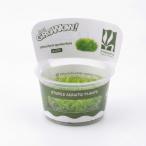 ショッピングローン 水草 前景草 ウォーターローン Growow! 組織培養 1カップ 【無農薬】【食虫植物】