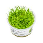 水草トロピカ社1-2-Grow!ヘ...