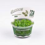 水草前景草ラヌンクルスイヌンダタス...