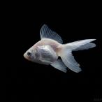  пресноводная рыба золотая рыбка Ryuukin белый Ryuukin 4cm± 3 шт [ Kiyoshi .. прекрасный ..]* несколько .. входить - 