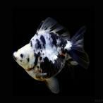  пресноводная рыба золотая рыбка Ryuukin China производство daruma Ryuukin белый чёрный 8cm± 1 шт [ Monotone ][ Short tail ]