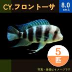 (熱帯魚・アフリカンシクリッド)　CY.フロントーサ　8cm±　5匹
