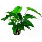 (水草)アヌビアス・バルテリー（1Pot）