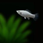 熱帯魚卵胎生メダカシルバーモーリー...