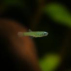 熱帯魚卵生メダカアフリカンランプア...