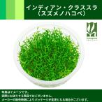 GROWOW!インディアン・クラススラ