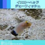  желтый head Joe рыба (pa- Lee )l5-7cm± 1 шт l желтый голова . глянцевый body цвет . очарование 