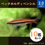 (熱帯魚・カラシン)　ベックホルディーペンシルフィッシュ　2cm±　10匹