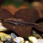 (熱帯魚・オトシン)　オトシンネグロ　1.5cm　1匹