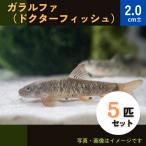 (熱帯魚・コイ)　ガラ・ルファ (ドクターフィッシュ)　2cm±　5匹