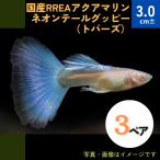 (熱帯魚・グッピー)　国産RREAアクアマリンネオンテール（トパーズ)　アダルトサイズ　3ペア