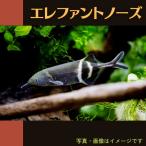 エレファントノーズ｜8cm±1匹｜...