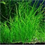 (水草)バリスネリア・ナナ（５株）