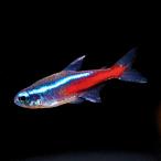 熱帯魚カラシンネオンテトラSサイズ...