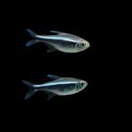 熱帯魚カラシンブラックネオンテトラ...
