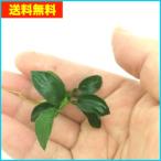 【送料無料・水草】アヌビアス・ナナ・プチ（アヌビアス・ナナ・ペッチー）　１株　