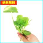 【送料無料・水草】 ウォーターマッシュルーム 水上葉 5本