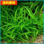 【送料無料・水草】　ピグミーチェーンサジタリア　　（国産・無農薬）　５株
