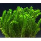 【送料無料・水草】　アナカリス　（国産・無農薬）　２０本