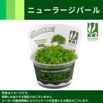 GROWOW!ニューラージパール