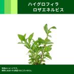 東南バラ|ハイグロフィラ ロザエネルビス(6本)|鮮やかな発色で水槽を華やかに彩る