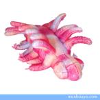 Yahoo! Yahoo!ショッピング(ヤフー ショッピング)ハルキゲニア　ぬいぐるみ・グッズ　A-SHOW（栄商）　古代の海洋生物　古代魚　ハルキゲニア　18cm　まんぼう屋ドットコム