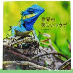 トカゲ 爬虫類 図鑑 写真集 本 パイインターナショナル 世界の美しいトカゲ フルカラー 192ページ メール便