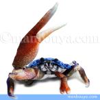 Yahoo! Yahoo!ショッピング(ヤフー ショッピング)カニ ぬいぐるみ シオマネキ リアル 蟹 TST太洋産業貿易 ワイルドグラフィ 24cm