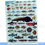 A4 クリアファイル 魚 図鑑 アロワナ ピラルク 文房具 ザ・アクセス 淡水魚 熱帯魚大全 クリアフォルダー メール便発送可